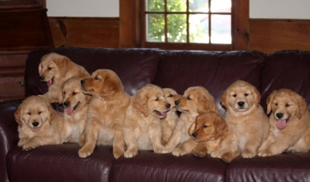 Ma golden retriever sales breeders